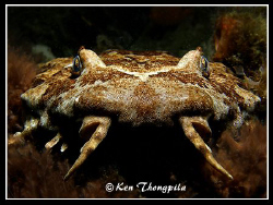 "Wobbegong" On a night dive at Fly Point in Nelson Bay, A... by Ken Thongpila 